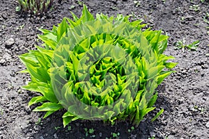 Bush of herbaceous plants with young green broad leaves