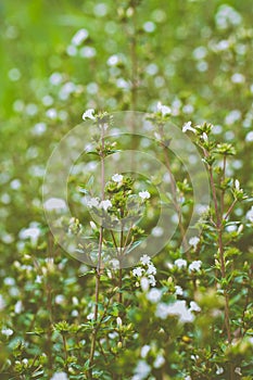 Bush - holt - wild flowers