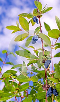 Bush honeysuckle fruits in the sky