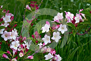 Bush of honeysuckle. Weigela