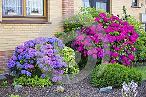 Bush of hortensia flowers