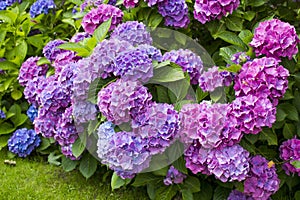 Bush of Hortensia flowers