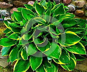 Bush hosts with green and yellow leaves. A plant for the garden.