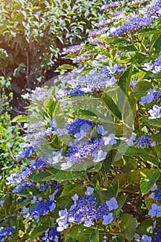 Bush of Hydrangea aspera with flowers on sunny day photo
