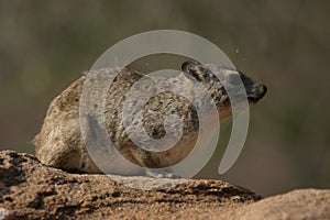 Bush Hyrax photo