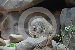 Bush hyrax or Yellow-spotted rock dassie, Heterohyrax brucei