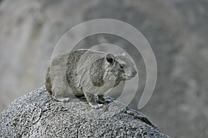 Bush hyrax or Yellow-spotted rock dassie, Heterohyrax brucei photo