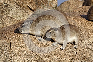 Bush hyraxes sunbathing in early morning, Tanzania