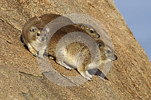 Bush hyraxes sunbathing in early morning, Tanzania