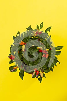 Bush of indoor decorative paper on a yellow background, top view