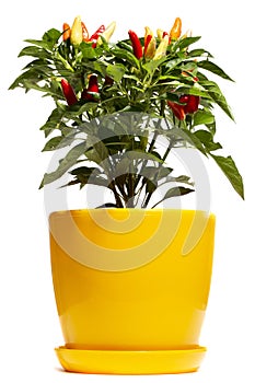 Bush of indoor decorative pepper on a white background
