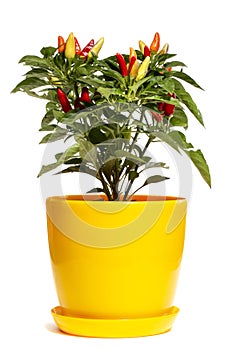 Bush of indoor decorative pepper on a white background