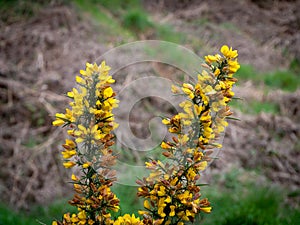 A bush with inflorescences of beautiful yellow flowers, a plant. Ulex commonly known as gorse, furze, or whin is a genus of