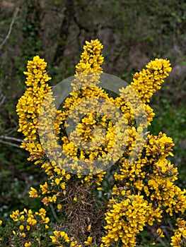 A bush, inflorescences of yellow flowers, a plant. Ulex known as gorse, furze, or whin, flowering plants in the family Fabaceae