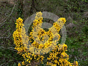 A bush, inflorescences of yellow flowers, a plant. Ulex known as gorse, furze, or whin is a genus of flowering plants in the