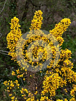 A bush, inflorescences of yellow flowers. Ulex known as gorse, furze, or whin, flowering plants in the family Fabaceae