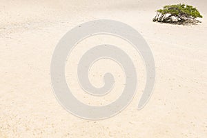 A bush, its shadow and sand photo