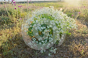 Bush kale (Crambe aspera