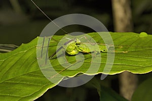 Bush katydid, Phaneropteridae, Aarey milk colony Mumbai