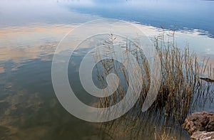 Bush on the lake.Natural backgrounds