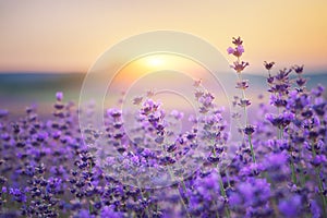 De lavanda sobre el atardecer 