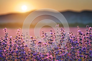 Bush of lavender at sunset