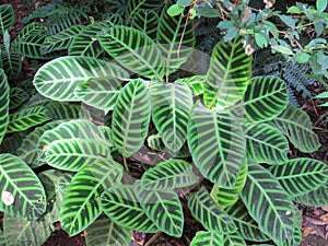 Bush of leaves Calathea zebrina zebra plant family Marantaceae.