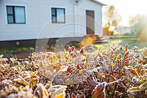 Bush leaves covered with hoarfrost on a frosty autumn morning. Sun glare of a bright sun.