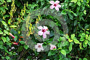 A bush with Light Pink Hibiscus flowers growing in a garden in Alanya Turkey. Large delicate five-petalled shoeblackplant