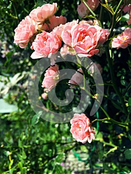 A bush of light pink small roses behind a white small fence