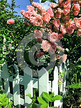 A bush of light pink small roses behind a white small fence