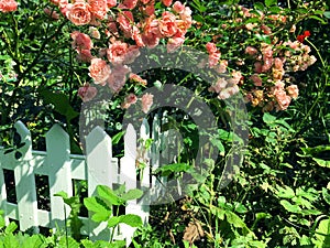 A bush of light pink small roses behind a white small fence