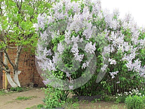 Bush of lilac