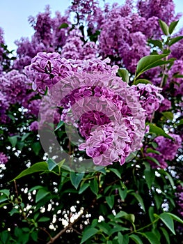 bush of lilac blossom