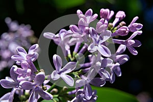 Bush of lilac in early spring