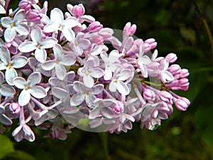 Bush of of Lilac flowers on green garden