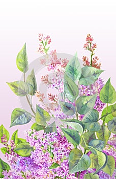 Bush of lilac with watercolor. Floral background painted by han
