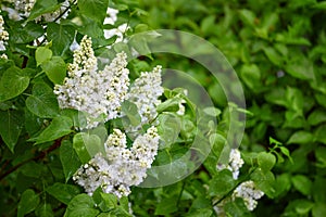 Bush lilac with white flowers on branch green leaves springtime