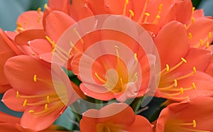 Natal lily Clivia miniata, very bright orange flowers photo