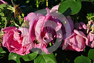 Bush with limp pink roses flowers, soft blurry petals