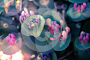 A Bush of Lonicera flower in the garden, by sunny day, also known as honeysuckle flower. Fantastic bright background. Macro flower