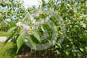 Bush of Lonicera maackii in full bloom in May