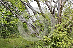 Bush with lots of tree trunks in northern Germany