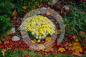 A bush of a low-growing yellow chrysanthemum among an autumn flower bed