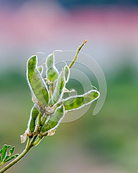 Bush Lupine Seedpods