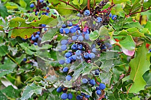 Bush of mahonia with leaves and berries
