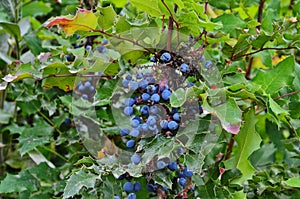 Bush of mahonia with leaves and berries