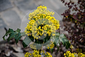 Bush of mahonia with leaves and berries