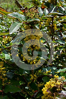 Bush of mahonia with leaves and berries