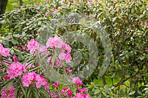 Bush of many delicate vivid pink flowers of azalea or Rhododendron plant in a sunny spring garden.Japanese pink Azalea